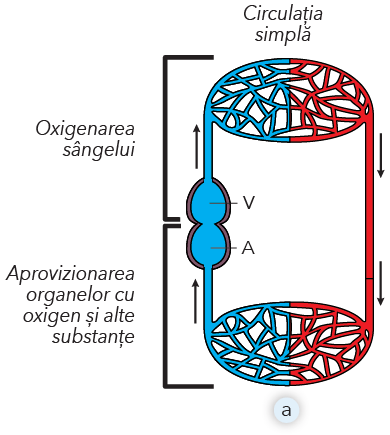 Fig. 42. Tipuri de circulație la vertebrate