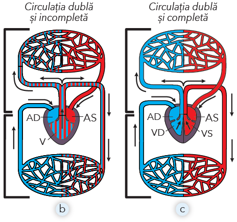 Fig. 42. Tipuri de circulație la vertebrate