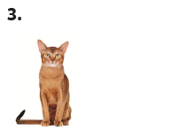 cutie: forta de frecare