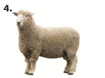 cutie: forta de frecare