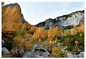 Fig. 12 Pădure de zadă (Slovenia)